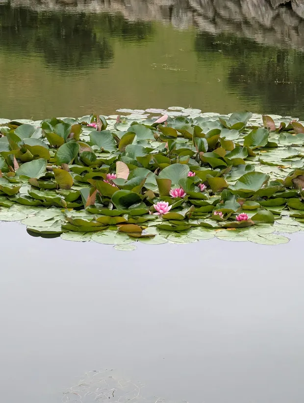 Nenúfares en flor en el estanque de Gyeongju