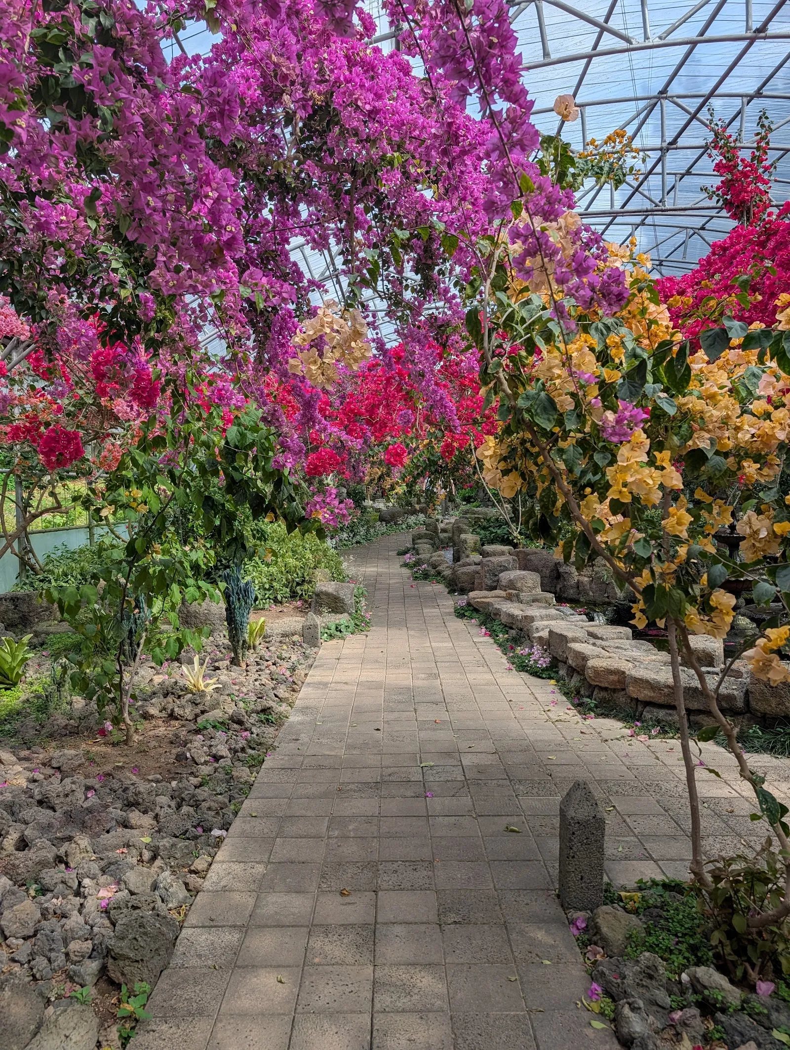 Camino cubierto de buganvillas en flor en Hallim Park, Jeju